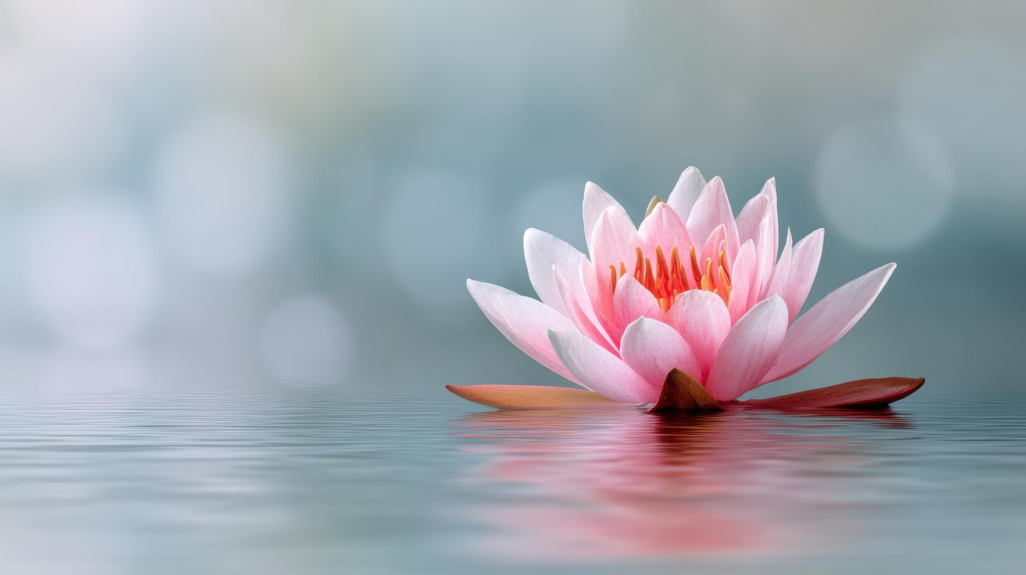 Pink lotus flower floating on water